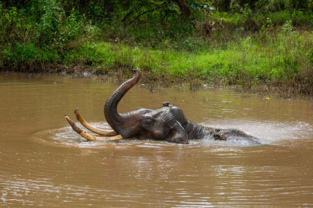 Joy runs wild where giants meet the&nbsp;water