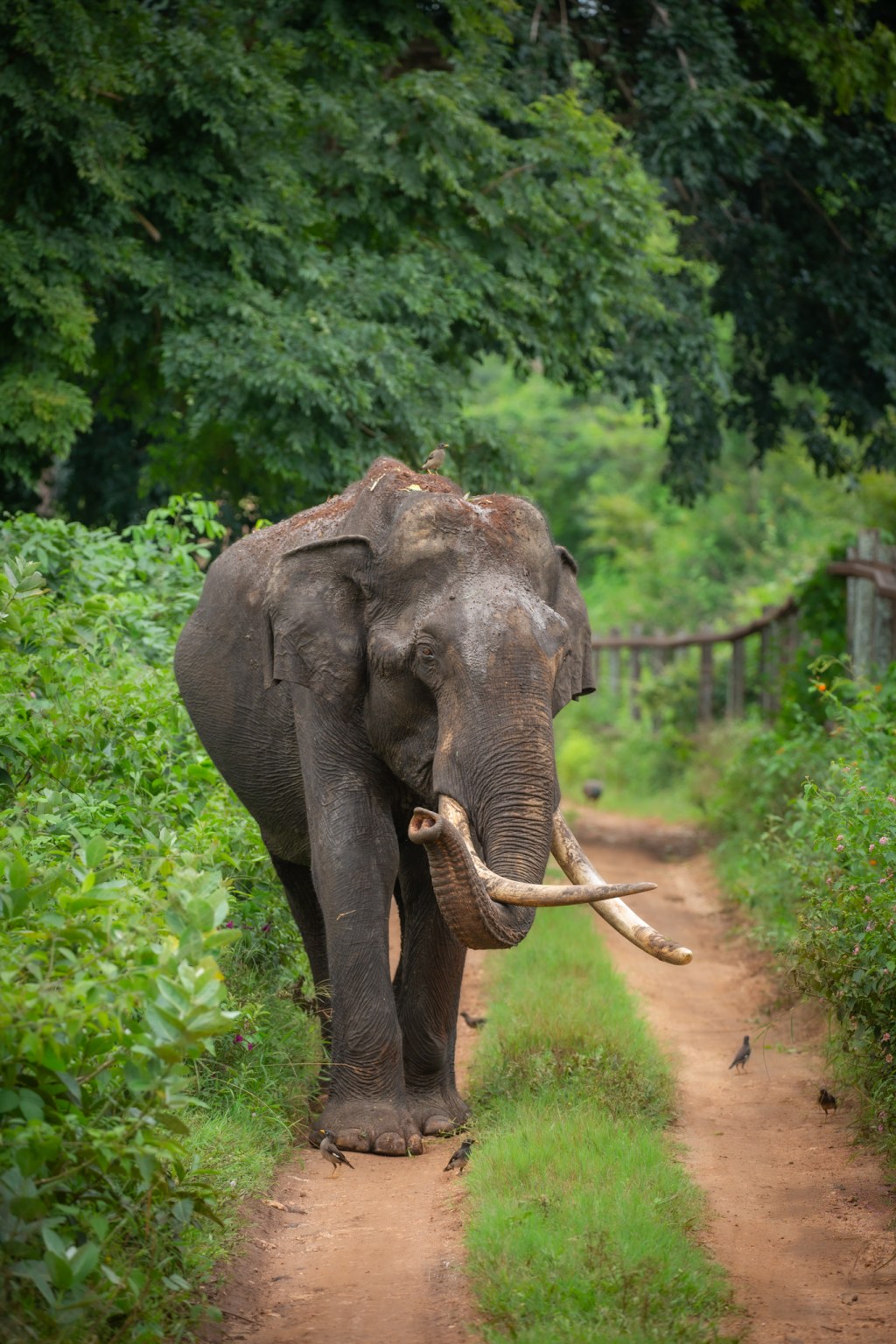 Hello – let me block the road for a&nbsp;while