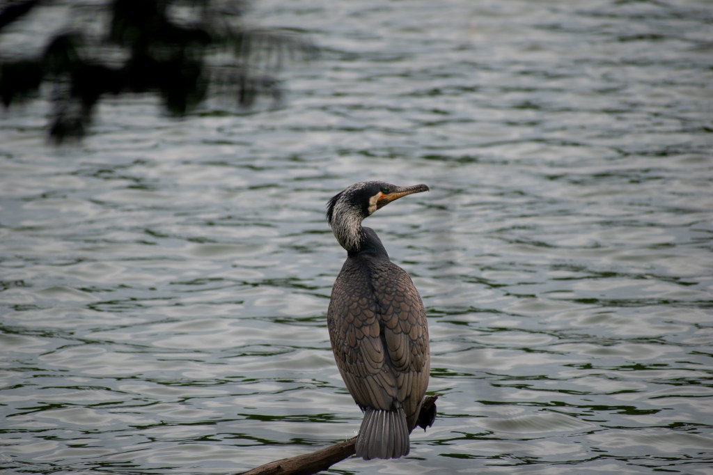 Grace in solitude – the Great Cormorant by still&nbsp;waters