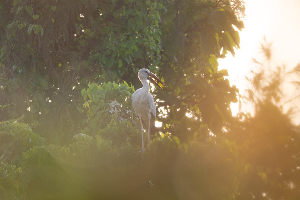 Grace in the golden&nbsp;light