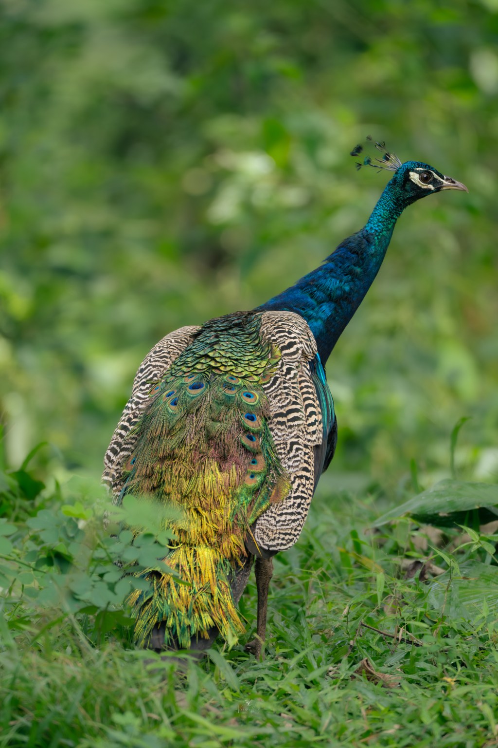 Where the forest paused to admire its own&nbsp;beauty