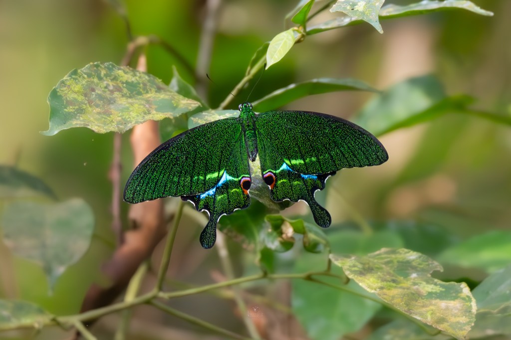 A shimmer of green&nbsp;magic
