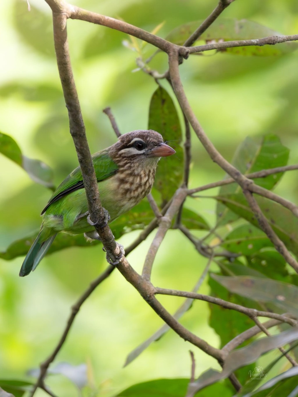 Green calmness perched